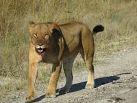 Pirschfahrt im Hwange Nationalpark - Löwen hautnah