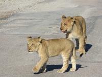 Pirschfahrt im Hwange Nationalpark - Löwen hautnah