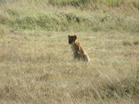 Pirschfahrt im Hwange Nationalpark - Löwen hautnah