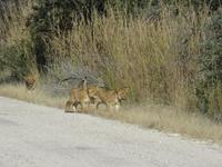 Pirschfahrt im Hwange Nationalpark - Löwen hautnah