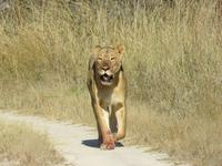 Pirschfahrt im Hwange Nationalpark - Löwen hautnah