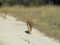 Pirschfahrt im Hwange Nationalpark - Löwen hautnah