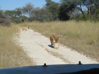 Pirschfahrt im Hwange Nationalpark - Löwen hautnah