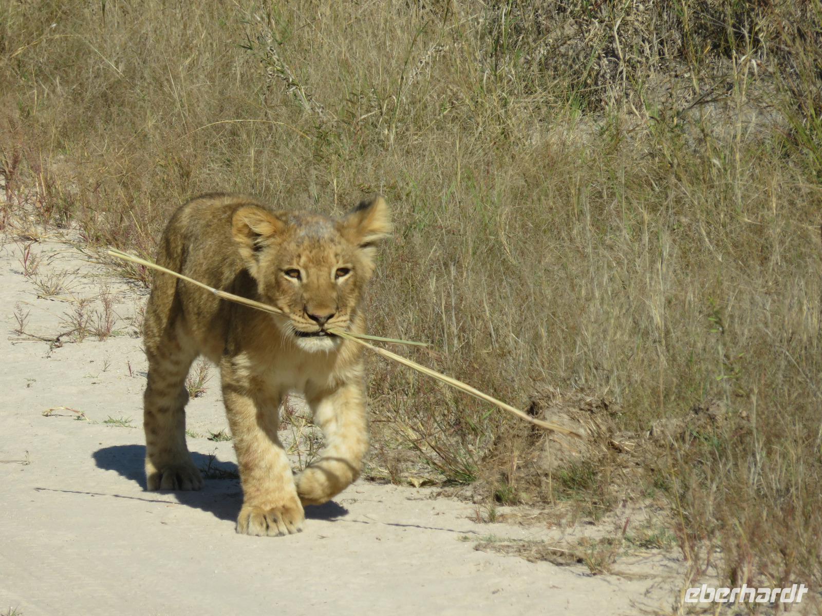 Pirschfahrt im Hwange Nationalpark - Löwen hautnah