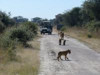 Pirschfahrt im Hwange Nationalpark - Löwen hautnah
