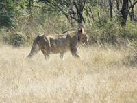 Pirschfahrt im Hwange Nationalpark - Löwen hautnah