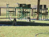 Hwange Safari Lodge - Grüne Meerkatzen
