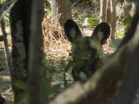 Besuch in der Wildhunde-Auffangstation