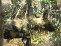 Besuch in der Wildhunde-Auffangstation