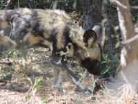 Besuch in der Wildhunde-Auffangstation