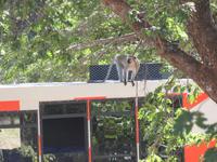 Hwange Safari Lodge - Grüne Meerkatze auf unserem Truck