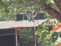 Hwange Safari Lodge - Grüne Meerkatze auf unserem Truck