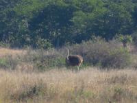 Pirschfahrt im Hwange Nationalpark - Strauß