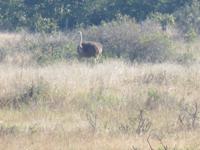 Pirschfahrt im Hwange Nationalpark - Strauß