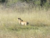 Pirschfahrt im Hwange Nationalpark - Löwen