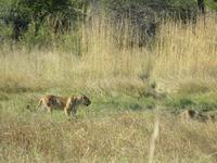 Pirschfahrt im Hwange Nationalpark - Löwen