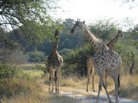Pirschfahrt im Hwange Nationalpark - Giraffen