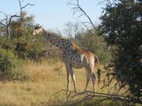 Pirschfahrt im Hwange Nationalpark - Giraffen