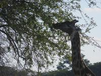Pirschfahrt im Hwange Nationalpark - Giraffen