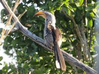 Pirschfahrt im Hwange Nationalpark - Gelbschanbeltoko