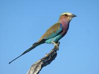 Pirschfahrt im Hwange Nationalpark - Gabelracke