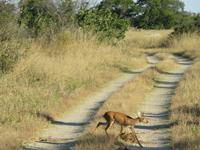 Pirschfahrt im Hwange Nationalpark - Steinbock