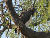 Pirschfahrt im Hwange Nationalpark - Geyer