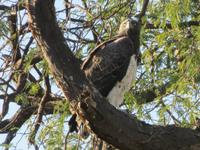 Pirschfahrt im Hwange Nationalpark - Geyer