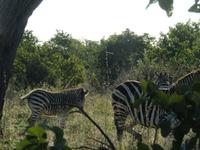 Pirschfahrt im Hwange Nationalpark - Zebras