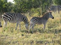 Pirschfahrt im Hwange Nationalpark - Zebras