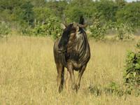 Pirschfahrt im Hwange Nationalpark - Gnu