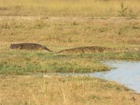 Pirschfahrt im Hwange Nationalpark - Krokodile
