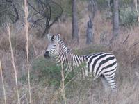 Pirschfahrt im Hwange Nationalpark - Zebra