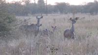 Pirschfahrt im Hwange Nationalpark - Kudus