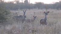Pirschfahrt im Hwange Nationalpark - Kudus