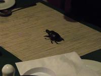 Hwange Safari Lodge - Pillendreher