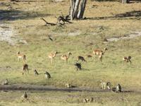 Hwange Safari Lodge - Imalas und Paviane