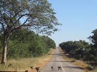 Fahrt nach Vic Falls -Paviane