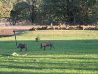 Vic Falls - A'Zambesi Lodge - Warzenschwein