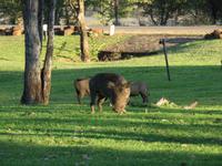 Vic Falls - A'Zambesi Lodge - Warzenschwein