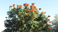 Vic Falls - A'Zambesi Lodge - Afrikanischer Tulpenbaum