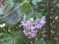 Victoria Wasserfälle