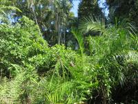 Victoria Wasserfälle