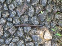 Victoria Wasserfälle - Riesentisendfüssler