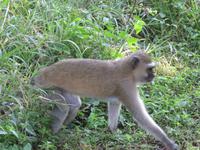 Victoria Wasserfälle - Grüne Meerkatze