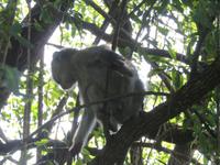 Victoria Wasserfälle - Grüne Meerkatze