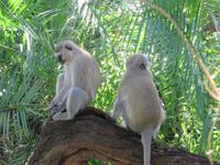 Victoria Wasserfälle - Grüne Meerkatze