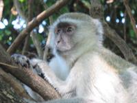 Victoria Wasserfälle - Grüne Meerkatze