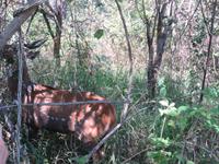 Victoria Wasserfälle - Wasserbock