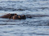 Vic Falls - Bootsfahrt auf dem Sambesi  - Flusspferd